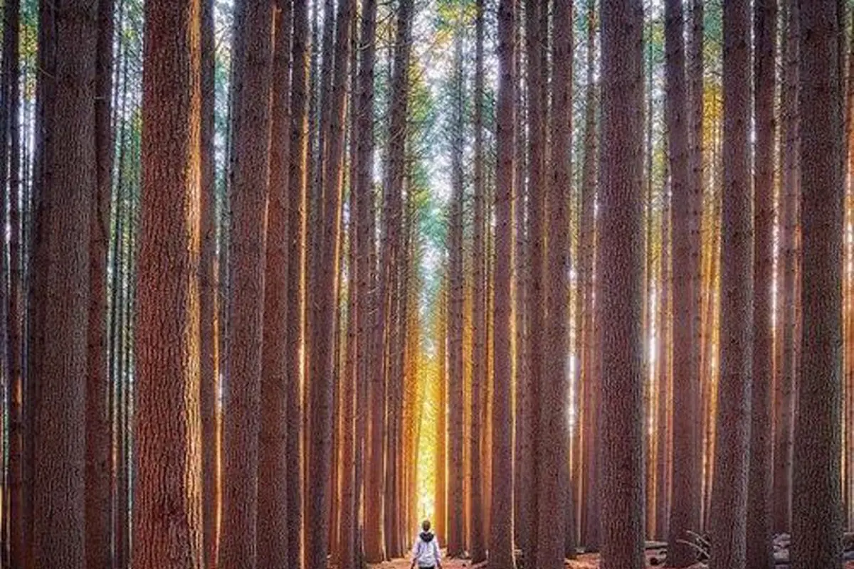 Sederet Hutan Pinus Paling Memukau di New South Wales, Australia