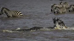 Dua ekor Wildebeest  berusaha menghindari buaya saat menyebrang sungai di Masai Mara, Kenya (1/9/2015). Ratusan Wildebeest  melakukan migrasi dari Serengeti ke Masai Mara untuk menemukan padang rumput baru. (AFP Photo/Carl De Souza)