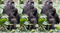 Pria bernama Weiz yang mengabadikan momen bayi gorila menyusu dari induknya. Yuk, lihat foto-fotonya.