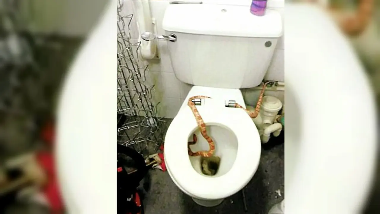 Horor Ular Muncul dari Lubang Toilet Duduk