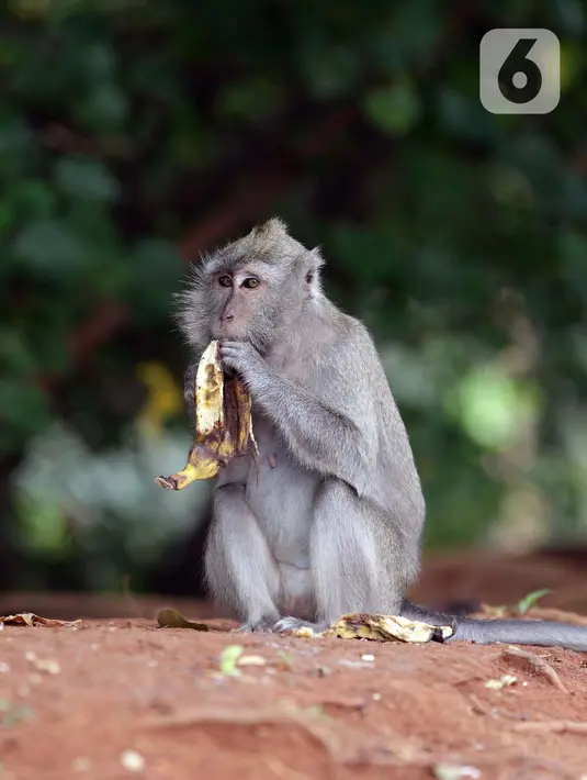 Monyet ekor panjang (Macaca Fascicularis) memakan buah yang dilemparkan warga di kawasan Suaka Margasatwa Muara Angke, Penjaringan, Jakarta, Sabtu (29/5/2021). Pemberian makanan oleh warga kepada monyet ekor panjang bisa berdampak pada perilaku makan hewan tersebut. (Liputan6.com/Helmi Fithriansyah)