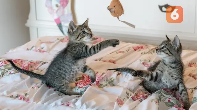 Kucing (pixel.com)
