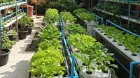 9 Desain Kebun Sayur Hidroponik Ember Sederhana Modal Kecil, Solusi Lahan Terbatas