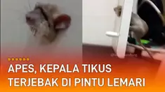 Warganet yang memergoki si tikus tertawa seolah terhibur dengan kesialan si tikus.