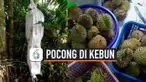 THUMBNAIL POCONG