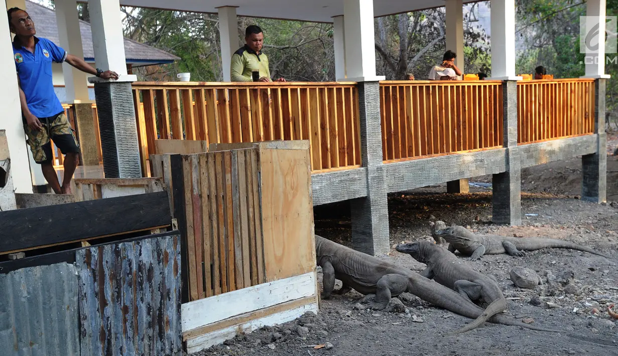 Guide taman nasional memantau komodo di Pulau Rinca, Taman Nasional Komodo, NTT, Minggu (14/10). Pulau Rinca dapat dijangkau selama dua jam dari Labuan Bajo dengan menggunakan perahu kayu. (Merdeka.com/Arie Basuki)
