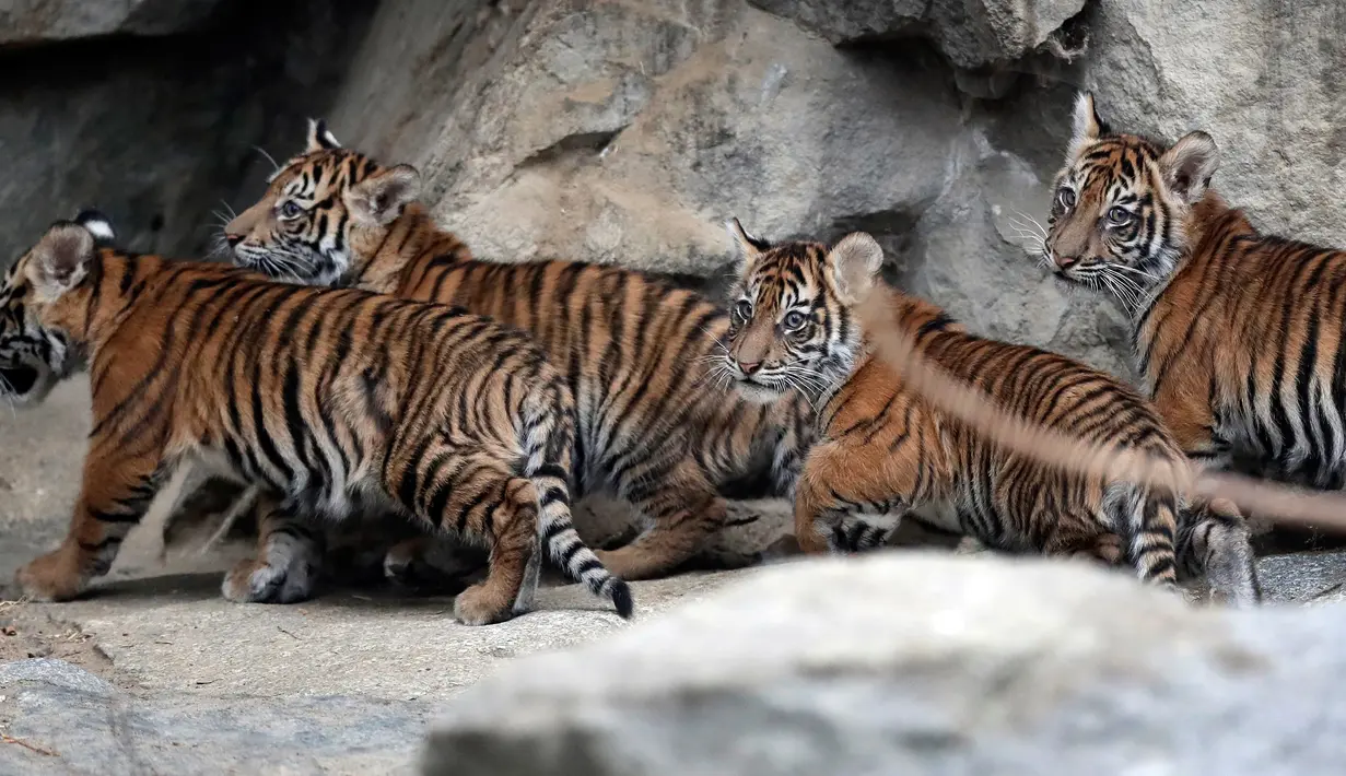 Empat harimau Sumatra muda berjalan di kandangnya di kebun binatang di Berlin, Jerman (22/11). Total empat anak Harimau Sumatera lahir pada 4 Agustus 2018, diberi nama Oscar, Willi, Seri dan Kiara. (AP Photo/Michael Sohn)