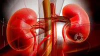 Sindrom Nefrotik, Rusaknya Pembuluh Darah dalam Organ Ginjal
