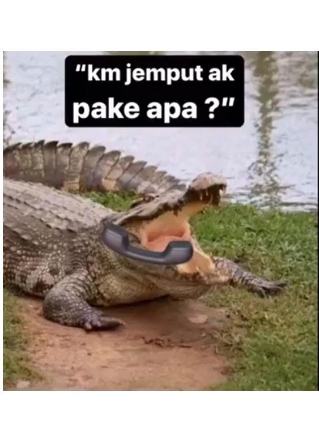 10 Meme Buaya Darat Versi Betina Ala Netizen Ini Bikin Geleng