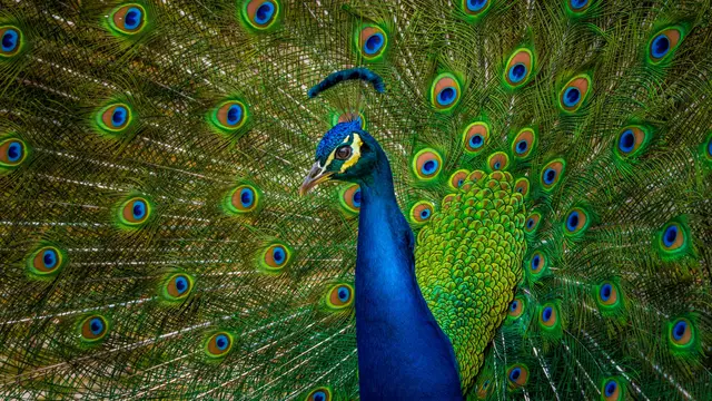 Peacock