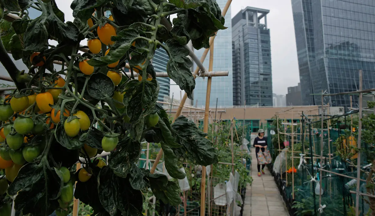 Penampakan tanaman tomat yang ditanam di sebuah kebun yang berada di atap gedung industri di Hong Kong, Minggu (18/3). Tanaman hidroponik tersebut ditanam di bekas area helipad sebuah gedung pencakar langit. (AP Photo/Kin Cheung)