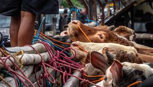 Seorang pedagang memelihara ternak di pasar ternak menjelang hari raya Idul Adha, di Ambarawa, Jawa Tengah pada Sabtu 16 Mei 2026. (DEVI RAHMAN/AFP)