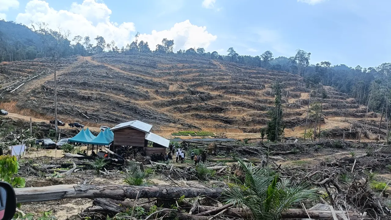 Potret perambahan hutan untuk dijadikan perkebunan sawit di Provinsi Riau.