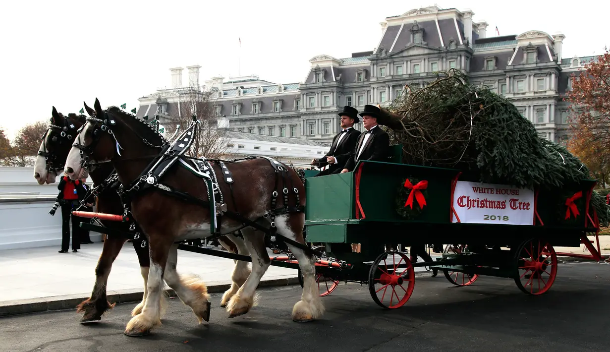 Kereta kuda membawa pohon Natal yang didatangkan langsung dari Newland, North Carolina untuk diberikan kepada Presiden AS, Donald Trump dan First Lady Melania Trump di Gedung Putih, Washington, Senin (19/11). (AP/Manuel Balce Ceneta)