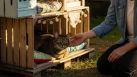 7 Ide Rumah Kucing dari Peti Kayu Bekas dengan Desain Lucu dan Nyaman
