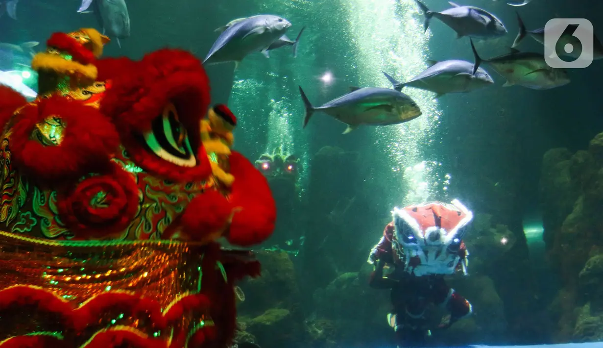 Sejumlah penampil menunjukkan atraksi barongsai di dalam akuarium Sea World Ancol, Jakarta, Rabu (18/1/2023). Pertunjukan barongsai bawah air tersebut merupakan rangkaian Ancol Lunar Fest 2023 dalam rangka menyambut Tahun Baru Imlek 2574 Kongzili. (Liputan6.com/Herman Zakharia)