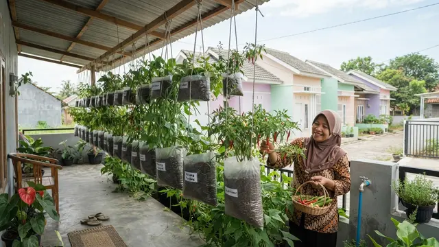 Ide Kebun Sayur untuk Rumah Subsidi Tanpa Menguras Anggaran yang Bisa Petik Setiap Hari Model Kebun Gantung dalam Kantong Plastik