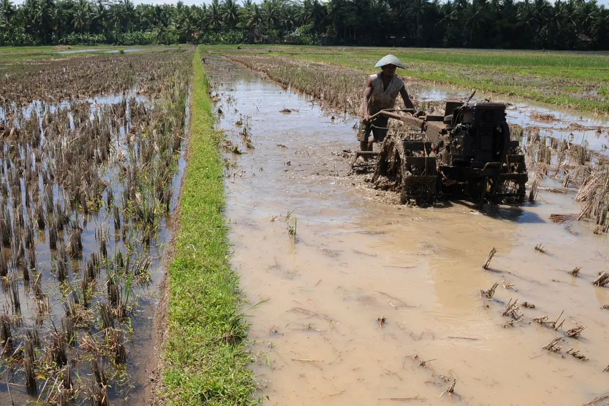 Sawah (Ilustrasi)