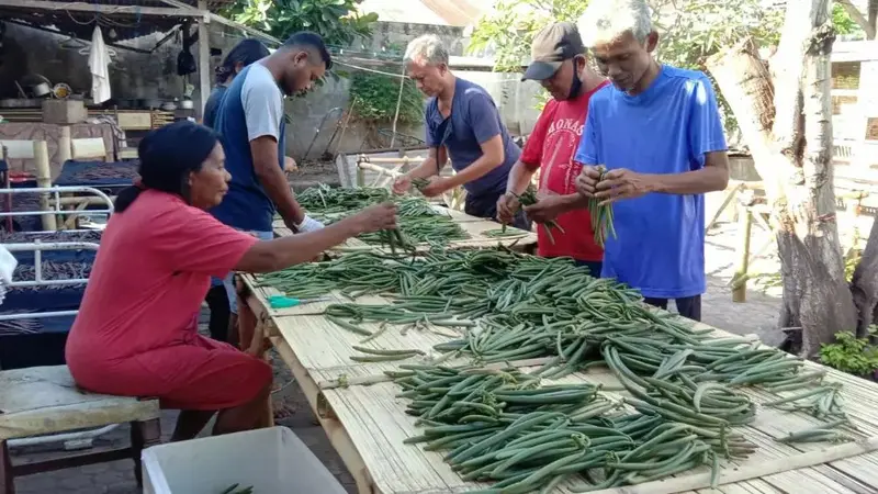 Petani Vanilla yang sedang panen dan melakukan sorting.