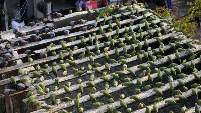 20170317- Pria India Ini Pelihara 8000 Burung Parkit-AFP