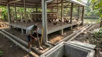 Sistem Drainase Kandang Ayam yang Benar, Rahasia Ternak Sehat