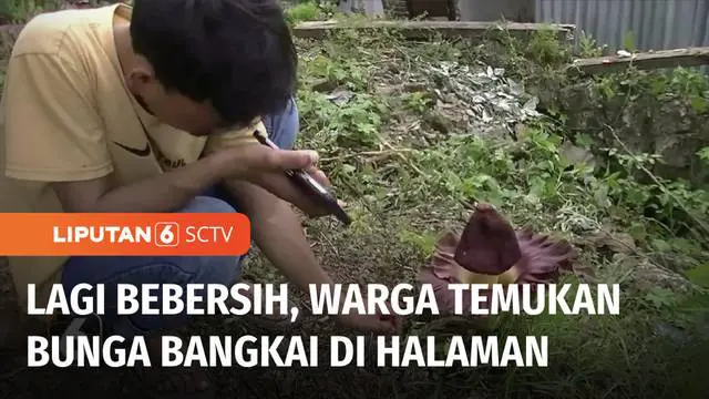 Warga Mamuju, Sulawesi Barat, dihebohkan dengan penemuan bunga Rafflesia Arnoldi, atau bunga bangkai di pekarangan rumah warga. Bunga ini ditemukan saat seorang warga tengah membersihkan halaman depan rumah.