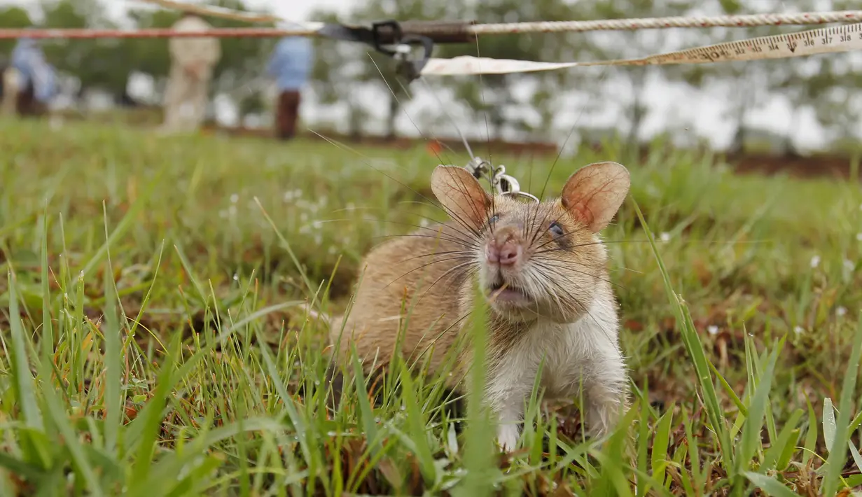 Seekor tikus saat mendeteksi ranjau selama latihan di Siem Reap, Kamboja (13/7/2015). APOPO telah menggunakan tikus untuk proyek tambang-kliring di beberapa negara, termasuk Angola, Mozambik, Thailand, Laos, dan Vietnam. (REUTERS/Samrang Pring)