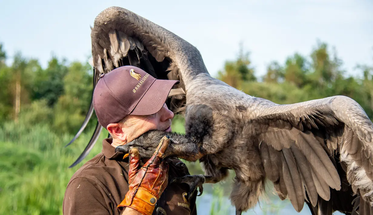 Peter Wenzel melatih burung condor muda bernama Molina di Eagle Reserve, Bindslev, Denmark, 27 Agustus 2019. Condor bisa memiliki lebar sayap 3,5 meter dan berat 15 Kg. (Henning Bagger/Ritzau Scanpix/AFP)