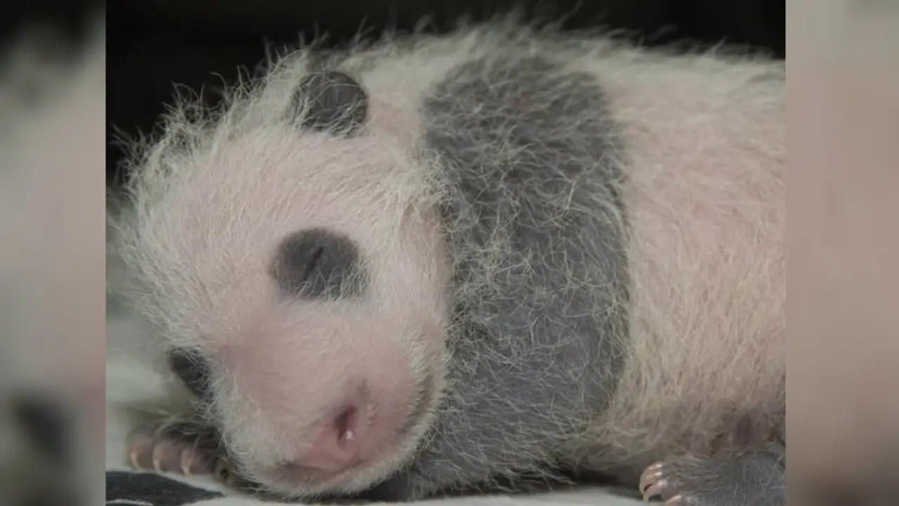 Bayi Panda Raksasa Mei Xiang Tumbuh dengan Cepat