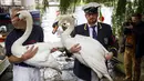 Petugas melepaskan seekor angsa usai sensus tahunan angsa Ratu Elizabeth yang dikenal sebagai 'Swan Upping' di Sungai Thames, dekat London, Senin (15/7/2019). Tradisi sejak abad ke-12 ini digelar setiap pertengahan Juli selama lima hari. (Tolga Akmen/AFP)