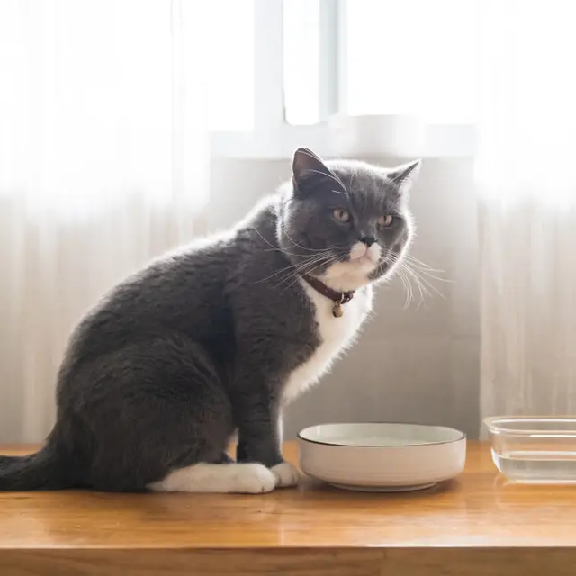 Wet Food X Dry Food Mana Yang Cocok Untuk Kucing Lifestyle Fimela Com