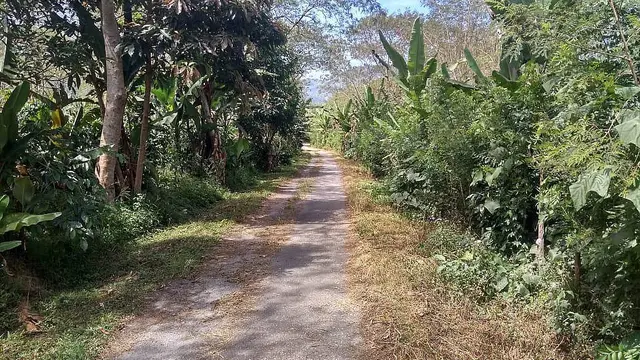 Tampak gulma di sekitar areal salah satu perkebunan kopi di Gayo menguning dan layu usai disemprot herbisida (Liputan6.com/Rino Abonita)