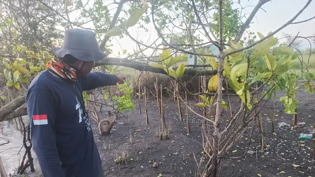 Tyok menunjukkan anak-anak bakau yang baru ditanam, terkena terjangan sampah