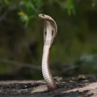 Ilustrasi ular kobra/Copyright unsplash.com/NIvedh P