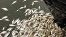 Ikan-ikan mati mengambang di sungai Darling, wilayah timur Australia, Selasa (29/1). Otoritas setempat menyebut insiden itu dipicu kekeringan yang sedang melanda, sedangkan pengkritik menyebutnya karena pengelolaan air yang salah. (Rob Gregory via AP)