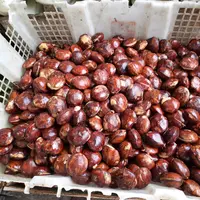 Ilustrasi jengkol. (Image by Andry Hariana from Pixabay)