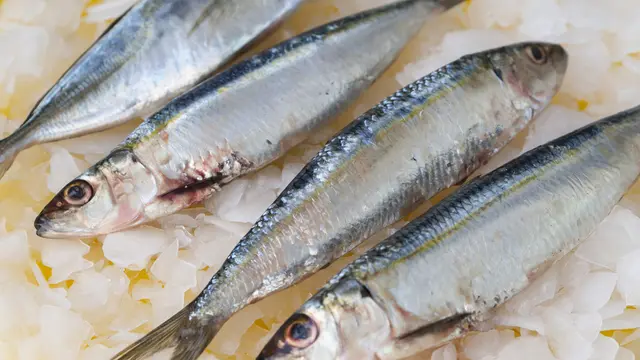 Ilustrasi ikan kembung