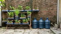 Cara Membuat Kebun Rempah dari Galon Bekas, Praktis untuk Memanfaatkan Lahan Terbatas