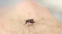 Menyebarnya nyamuk pembawa virus zika kian menjadi ancaman kesehatan bagi masyarakat dunia.