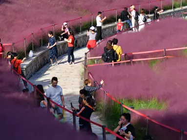 Para wisatawan berjalan-jalan di padang rumput muhly berwarna pink di Taman Niugangshan di Fuzhou, Provinsi Fujian, China tenggara, pada 11 Oktober 2020. (Xinhua/Wei Peiquan)