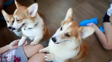 Anjing ras Corgis bermain dengan pelanggan di kafe anjing bernama Corgi In The Garden di Bangkok, Thailand. Di cafe Corgi in The Garden, pengunjung akan menemukan 12 ekor anjing ras Corgi yang lucu, menjadi ciri khas kafe ini. (REUTERS/Soe Zeya Tun)