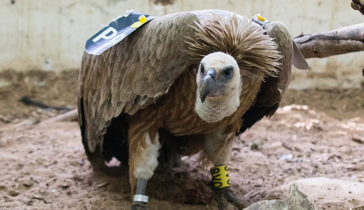 Seekor burung bangkai menerima perawat oleh petugas di sebuah klinik hewan, Tel Aviv, Israel, (29/1). Seekor burung ditangkap di Lebanon  karena diduga mata-mata Israel  dilepaskan  setelah penjaga perdamaian dari PBB turun tangan. (JACK GUEZ / AFP)