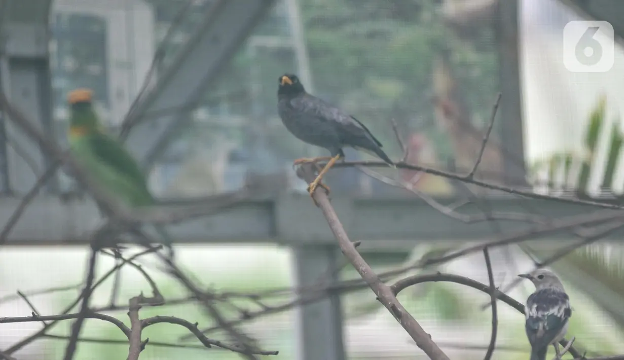 Sejumlah ekor burung kicau saat dipelihara di halaman Kantor Kelurahan Klender, Jakarta Timur, Rabu (15/6/2022). Terdapat sekitar 20 ekor burung kicau yang dipelihara di sangkar ini, antara lain jenis jalak kebo, murai air, cucak ijo, trucukan, dan parkit Australia. (merdeka.com/Iqbal S. Nugroho)