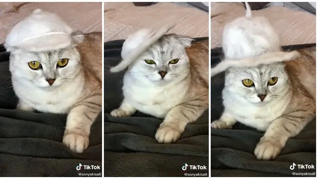 Bikin Gemas, Kucing Pakai Topi yang Terbuat dari Bulunya Sendiri