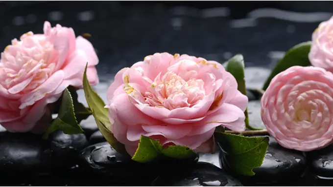 Courtesy ShutterStock.com