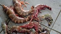 Lobster dan udang Tiger hasil tangkapan nelayan. (Foto: Liputan6.com/Muhamad Ridlo)