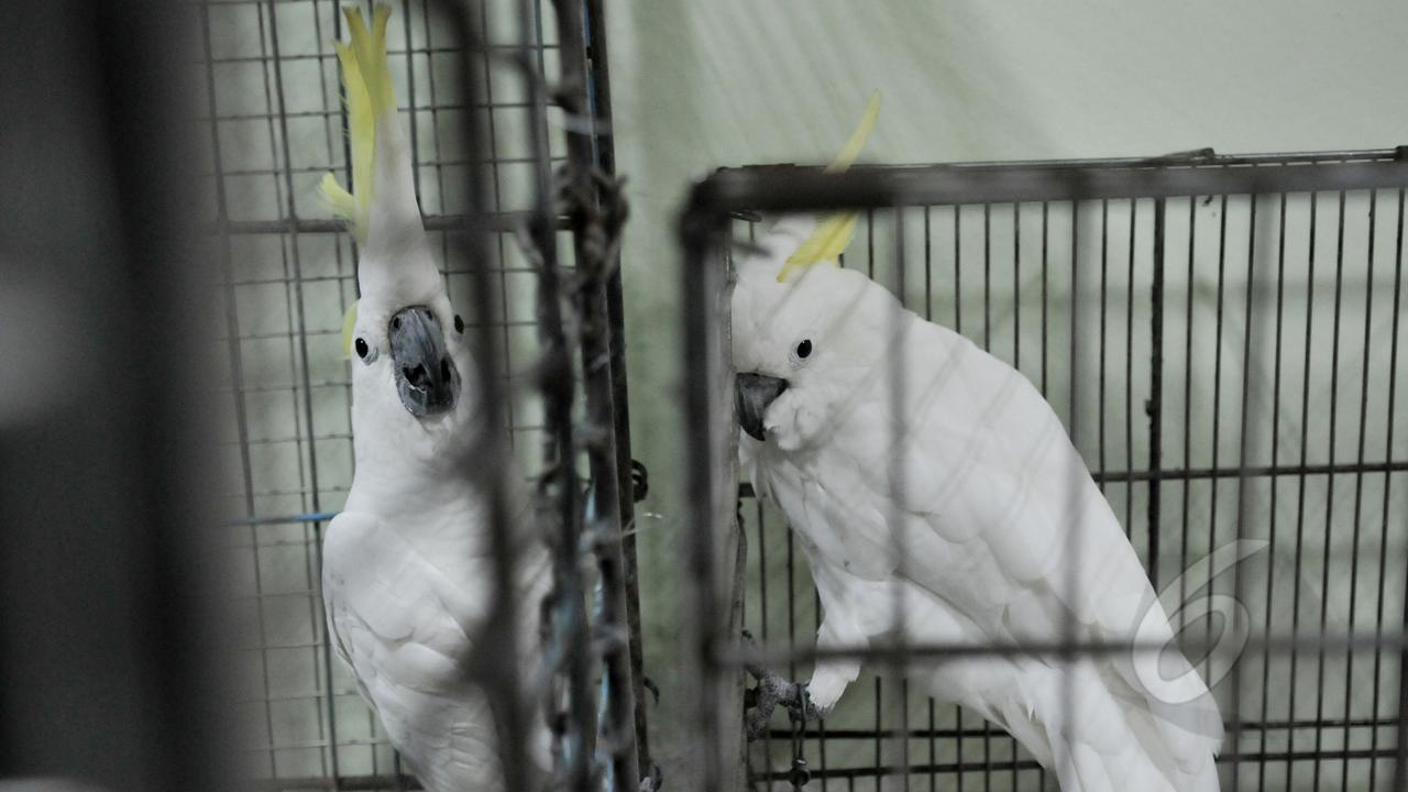 #Savejambulkuning, BKSDA Jakarta Terima Pengembalian Sembilan Kakatua