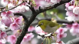 Seekor burung Pleci Jepang (Zosterops Japonicus) bertengger di sebuah pohon di Taipe, Kamis (9/3). Bodi imut dengan bulu yang cerah ditambah suaranya yang merdu membuat burung ini disukai banyak orang. (AFP PHOTO / Sam YEH)