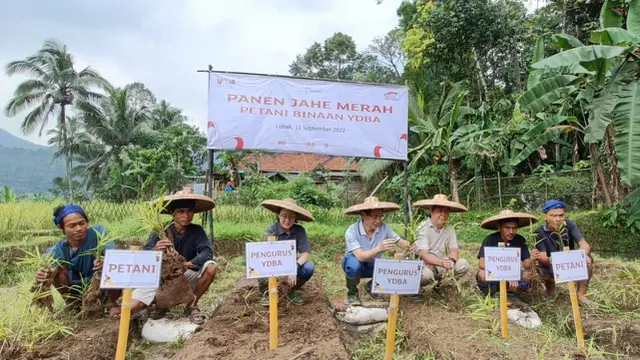 Panen Kedua, Petani Baduy Binaan YDBA Hasilkan 32,5 Ton Jahe Merah