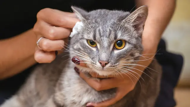 4 Perawatan Harian untuk Kucing Kesayangan, Biar Si Kecil Berbulu Tetap Cantik Menawan